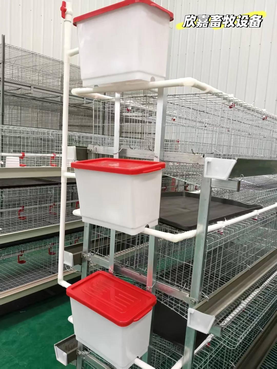 阶梯蛋鸡笼展示