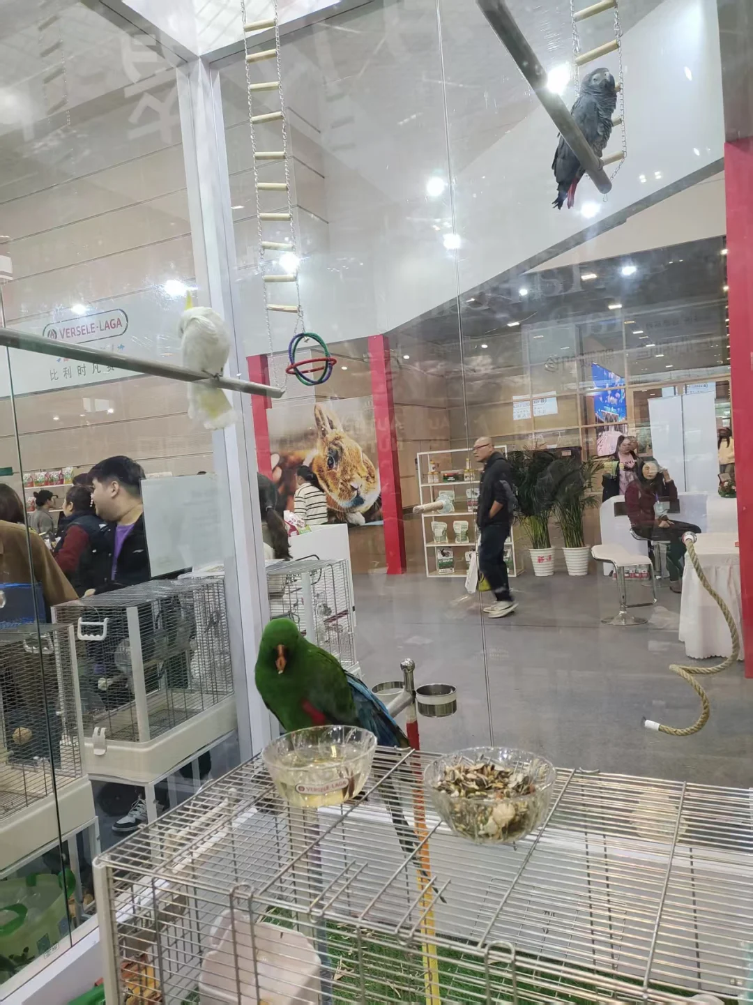 宠物展薅羊毛回来了