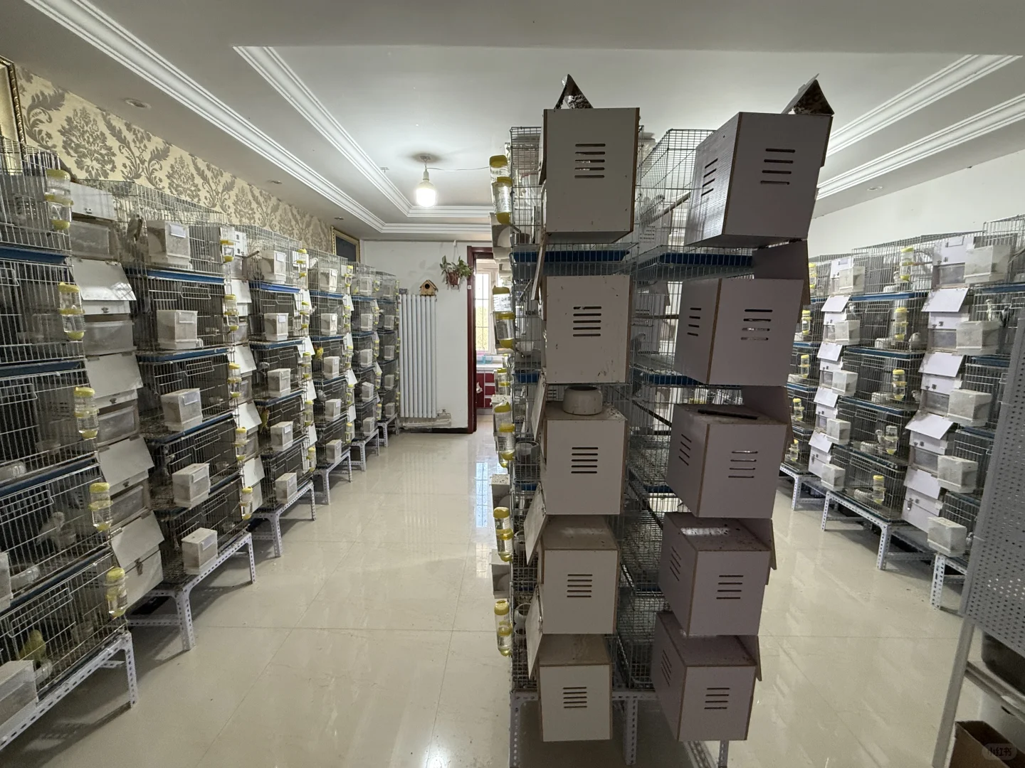 繁殖箱消毒完毕啦