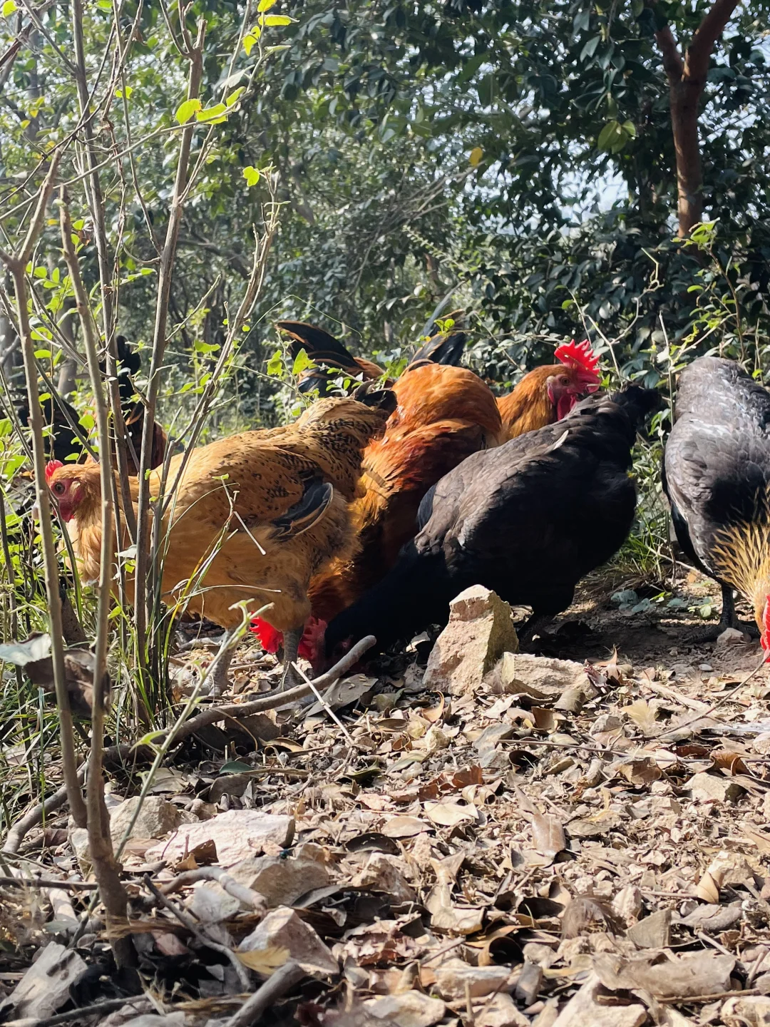 田园风光～好绿意 ?摘不完，根本摘不完