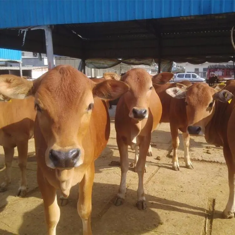 小牛犊出售