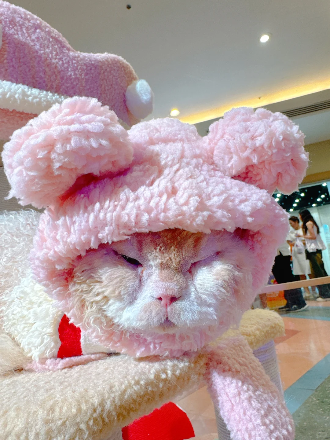 2025清迈宠物展第一天 老板视角带你云逛展