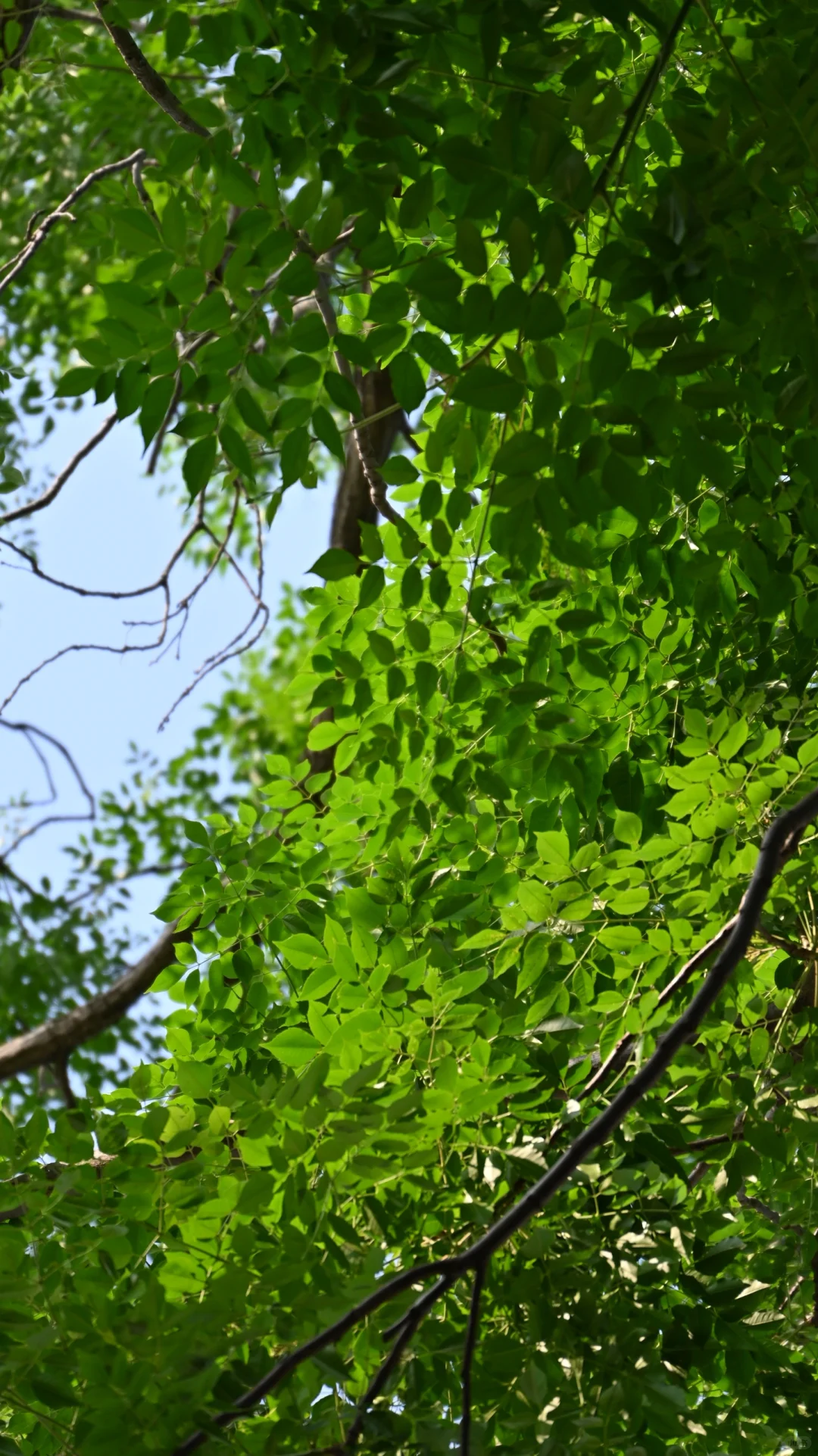 太好了！是尼康