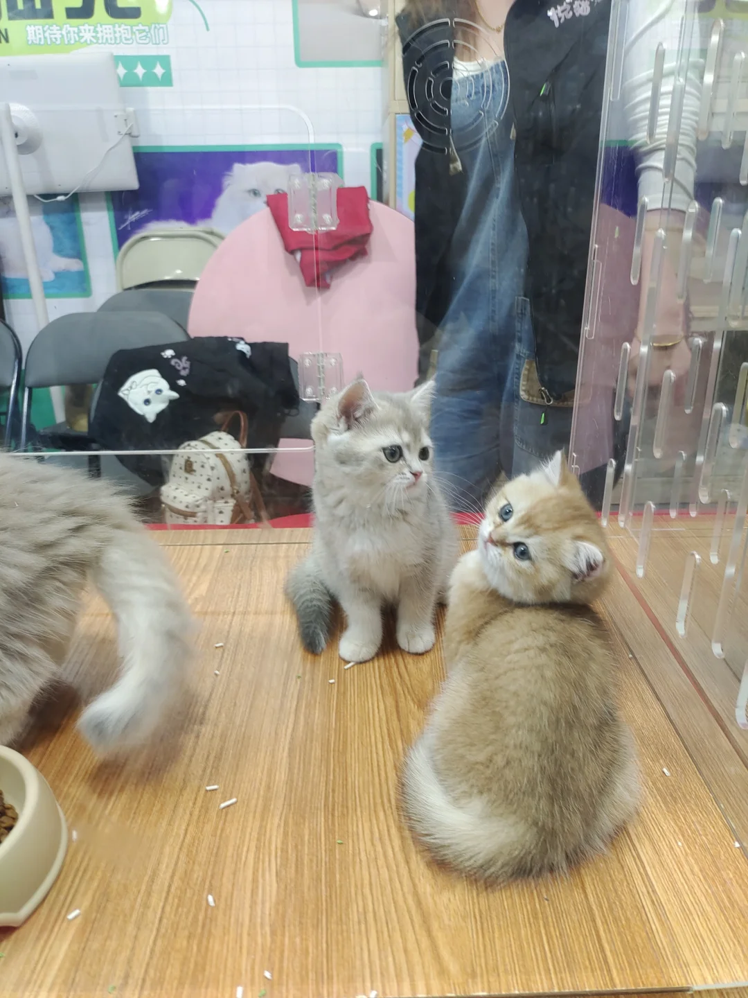 沈阳宠物博览会，避坑and羊毛攻略‼️