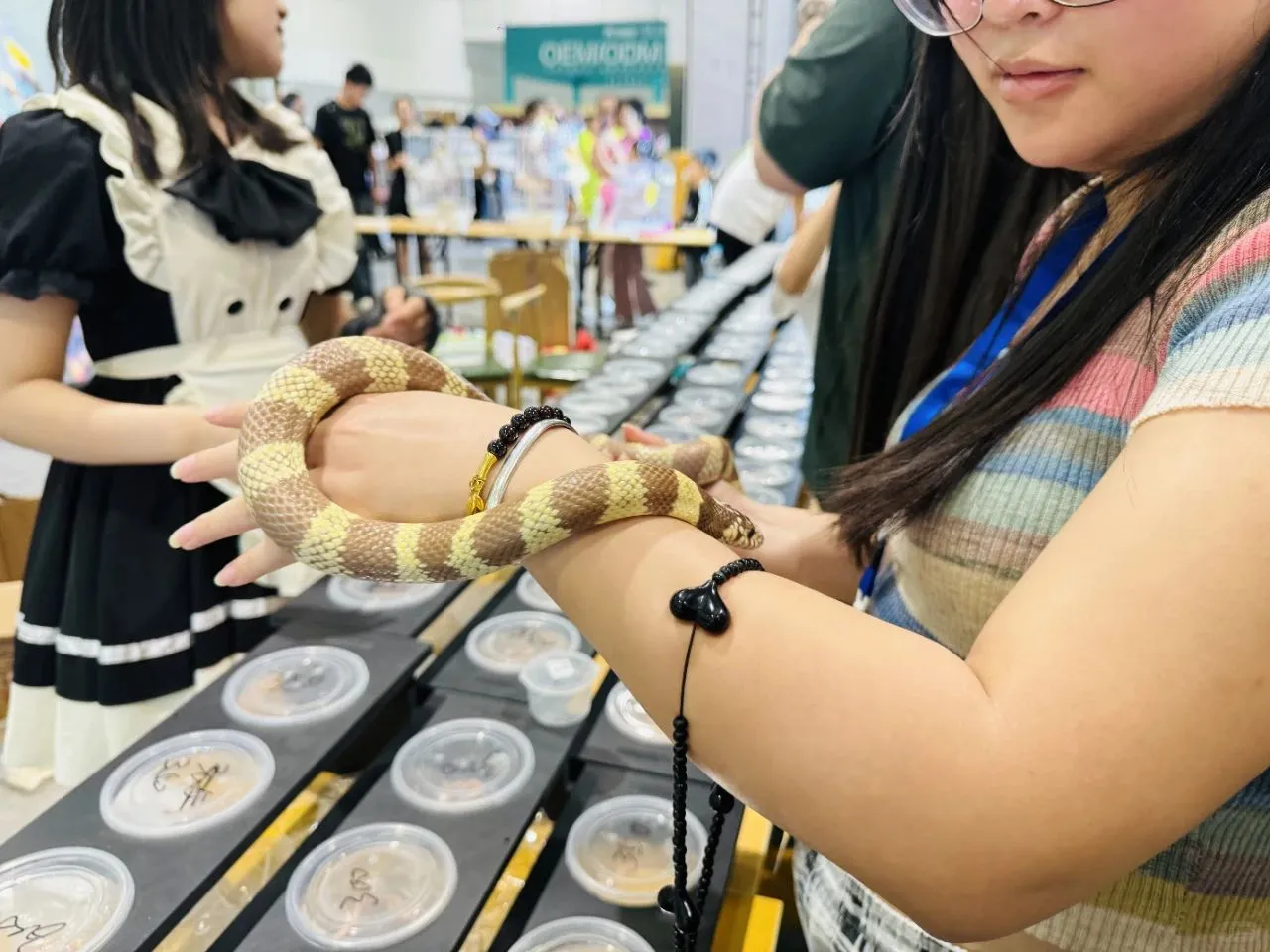 2026 泉城 5 月，宠物水族盛会邀您来