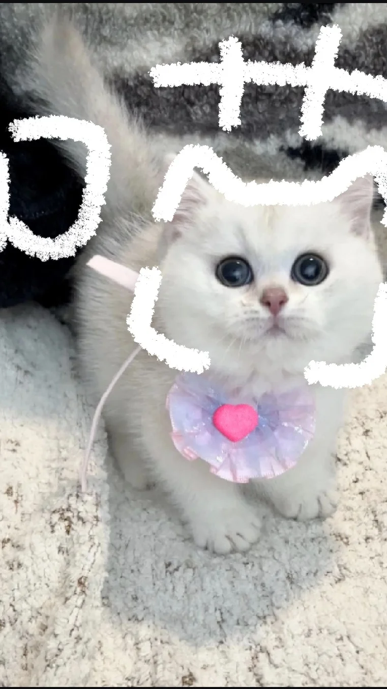 **?宠物赛道千万别碰 3 类产品?**