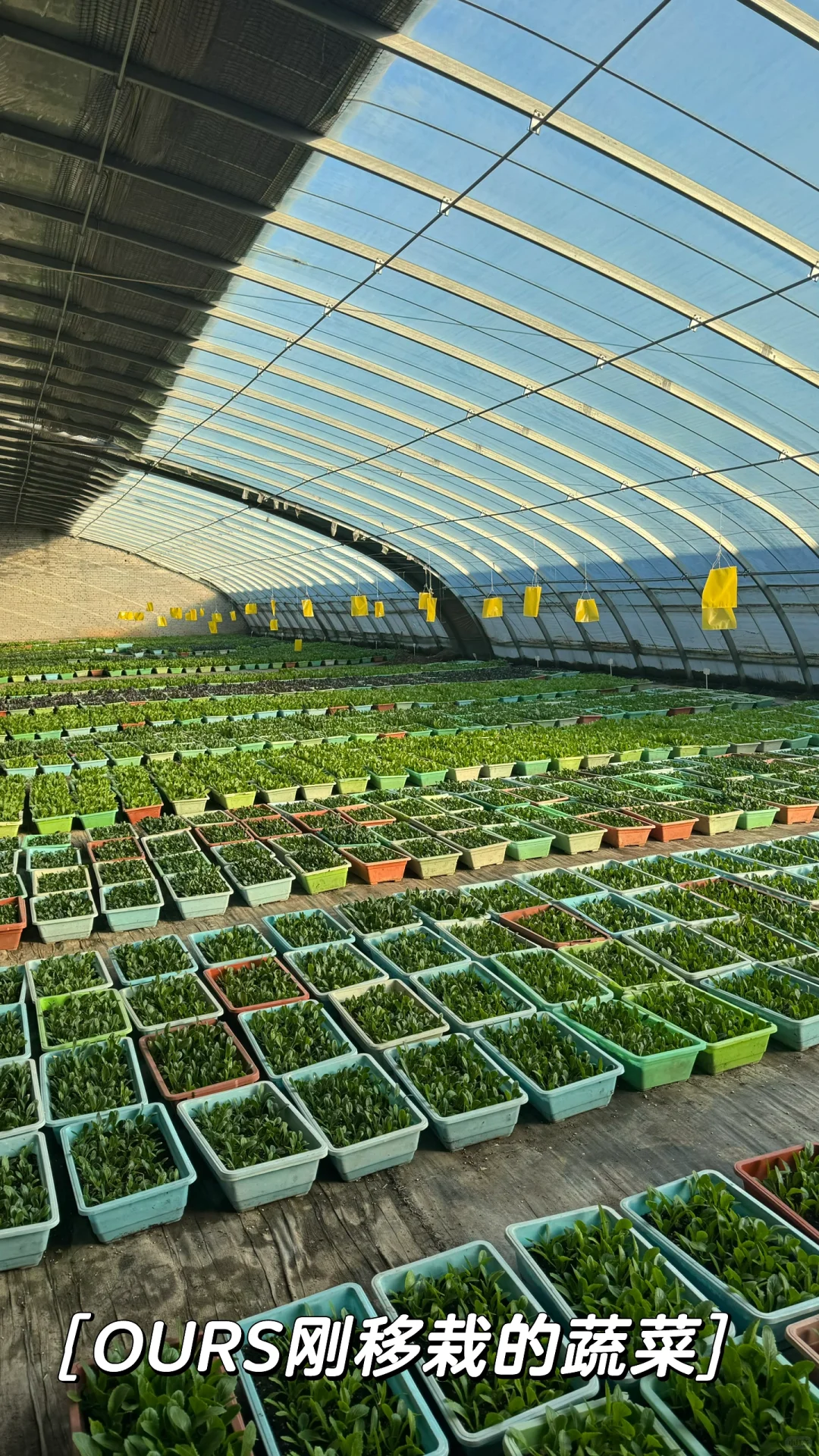 那些整整齐齐，超级治愈的蔬菜种植基地！