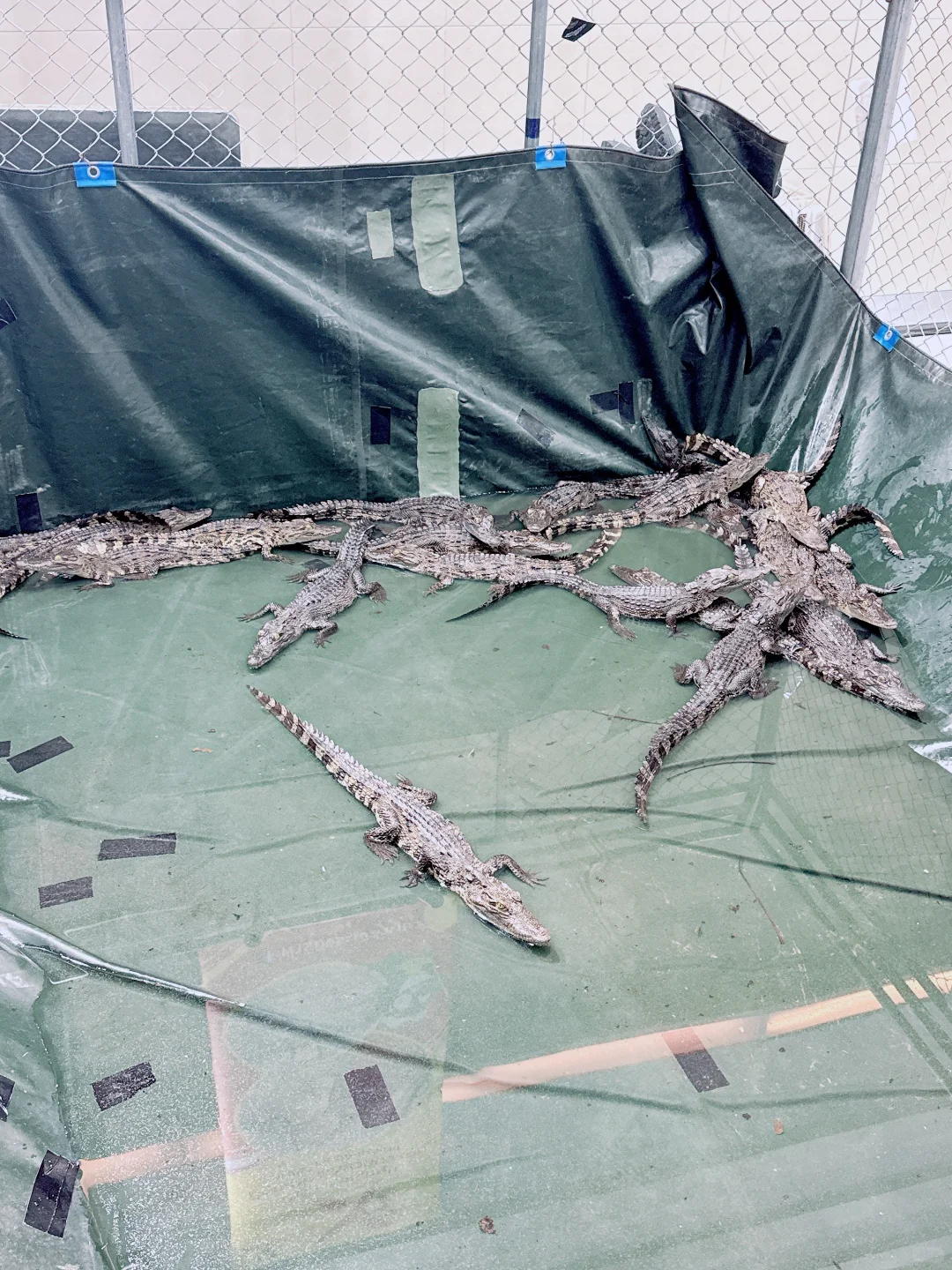 2025清迈宠物展第一天 老板视角带你云逛展