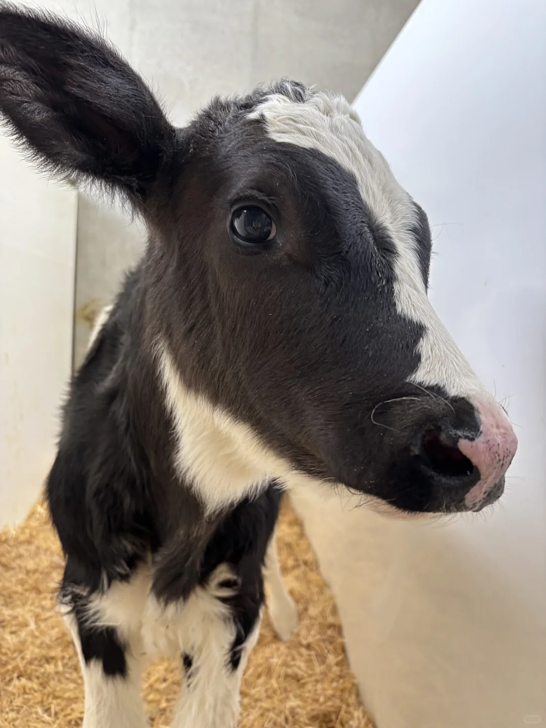 ??萨省农业 全自动牛奶厂 名不虚传