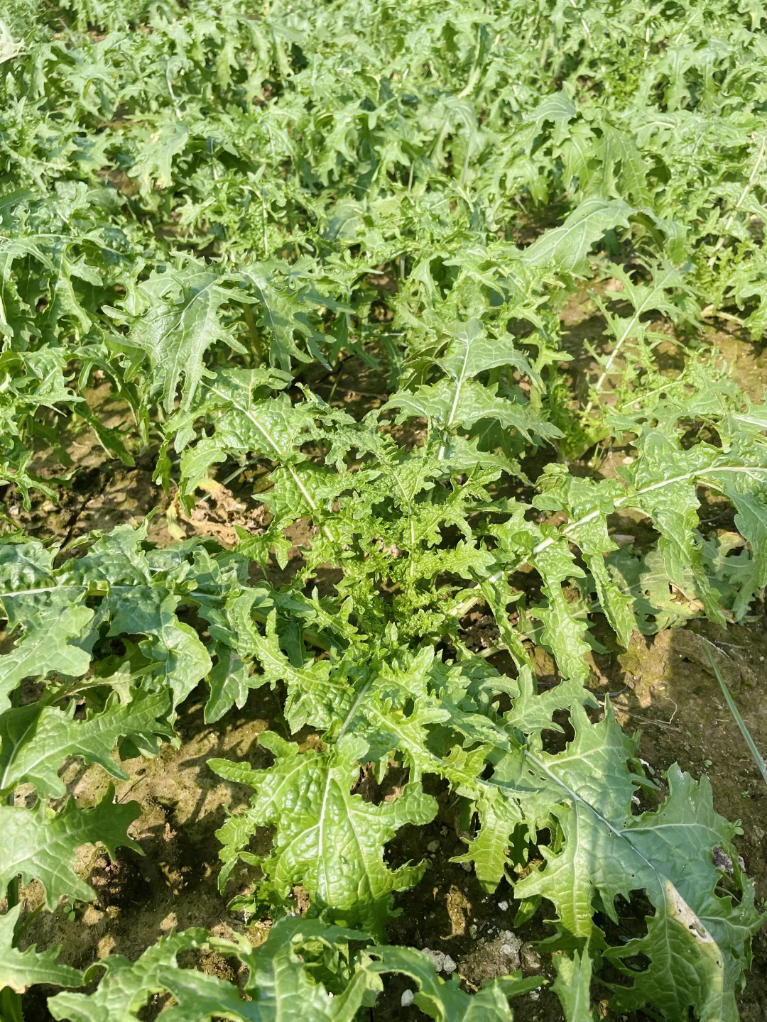 田园风光～好绿意 ?摘不完，根本摘不完