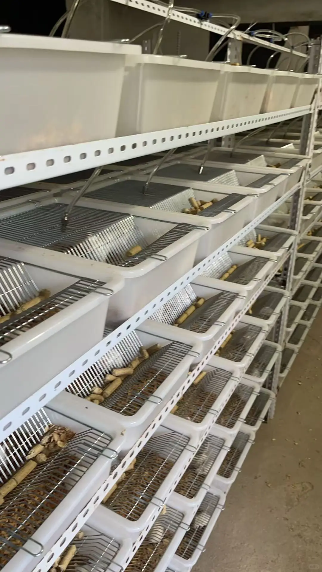 小白鼠养殖场清场，盆子水嘴架子盖子低价出