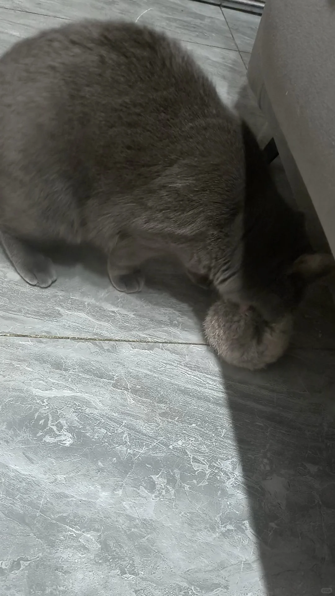 从“宠物”到“猎手”，只差一个玩具的距离。