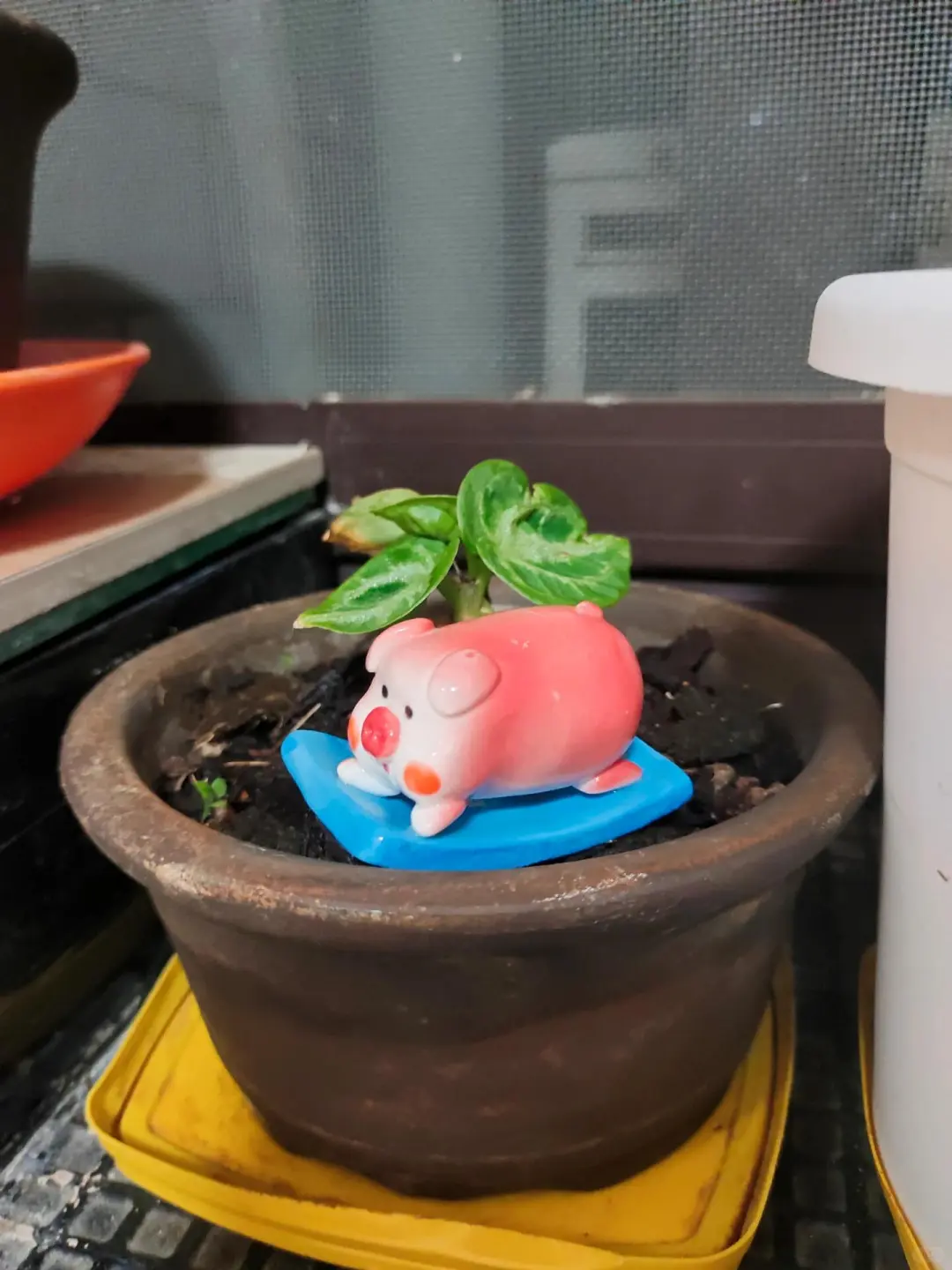 来一波小伙伴们的返图叭