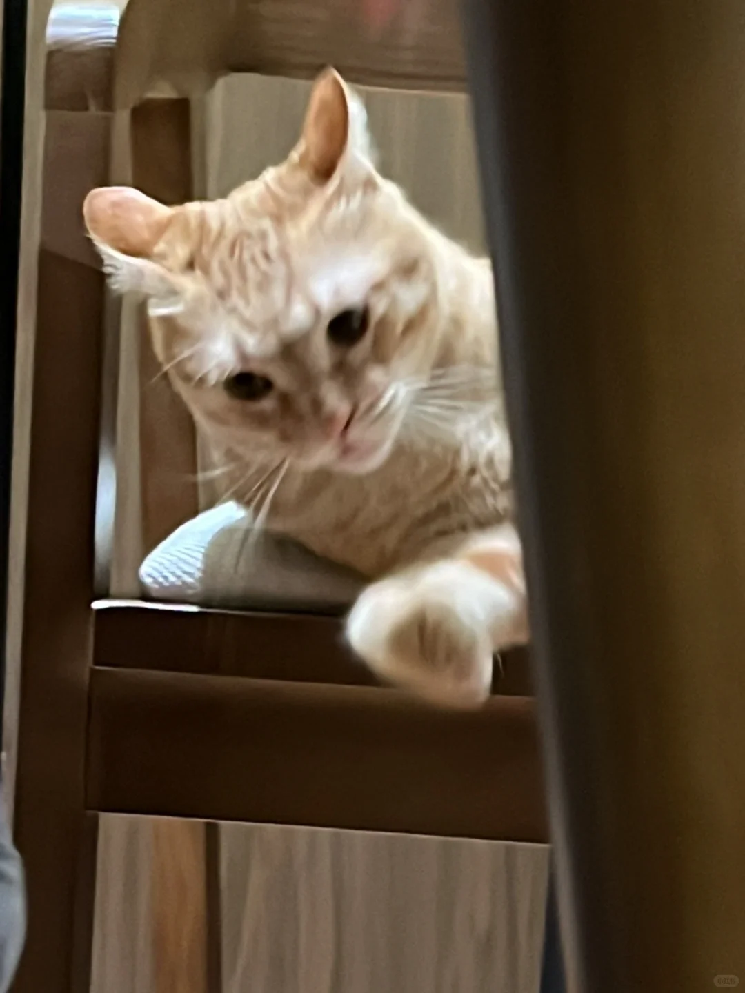 兽医系?牛场实践我会假装自己是个chillguy