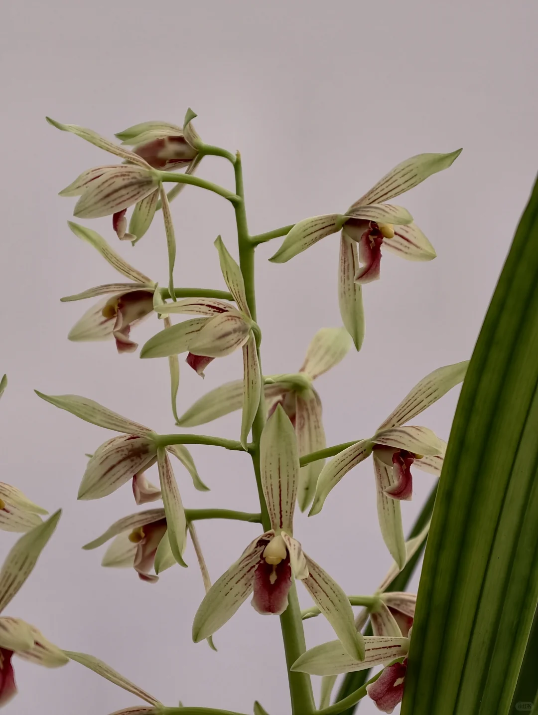 桂林花展｜太饱眼福~我太爱兰花啦！