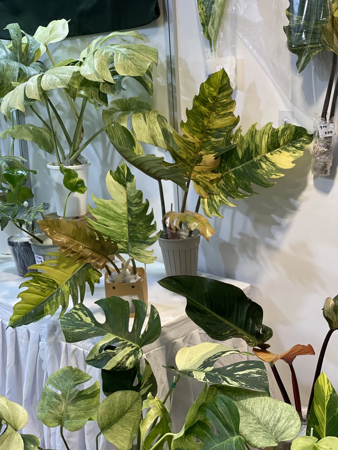 明天是最后一天!欢迎参观我们的S50展位