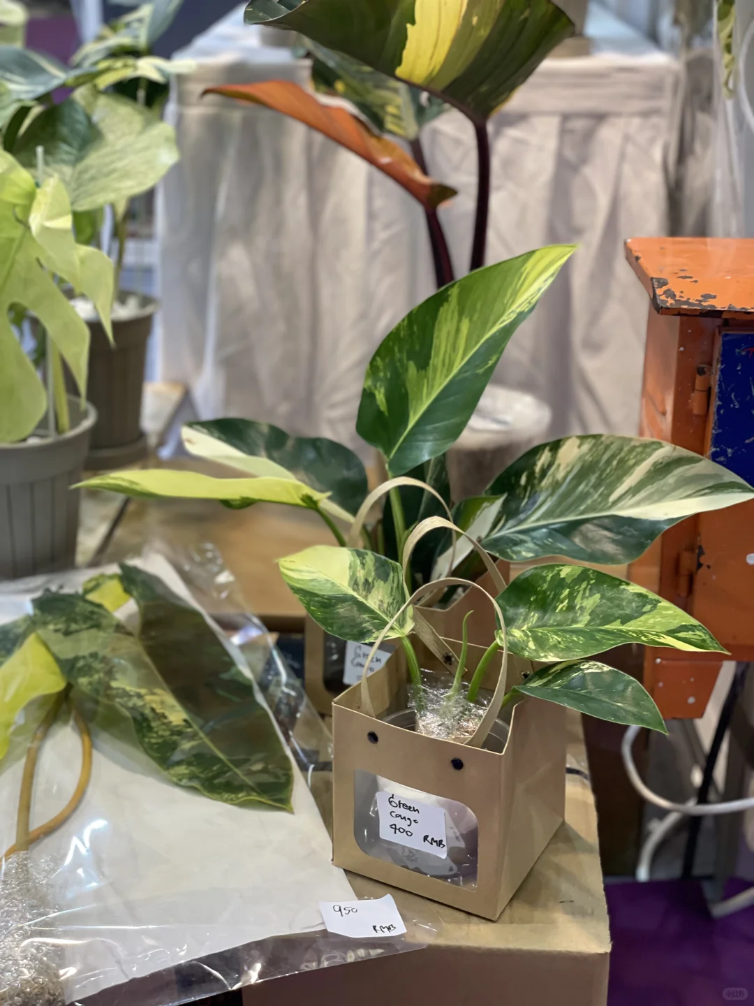 明天是最后一天!欢迎参观我们的S50展位