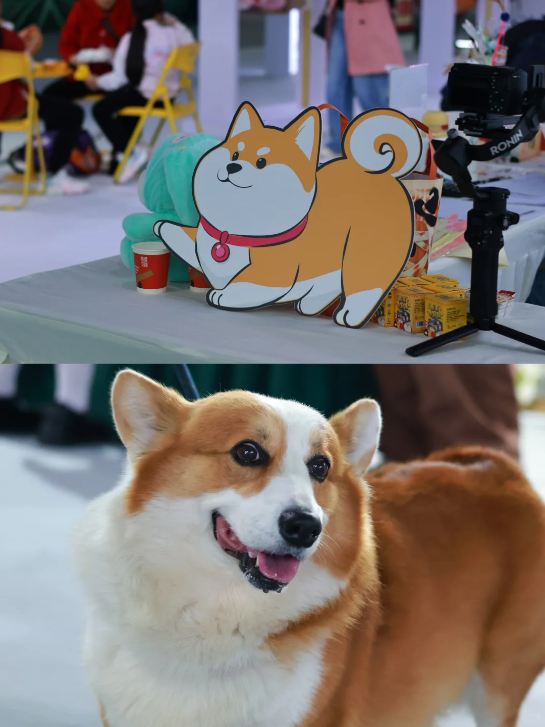 泸州宠物博览会