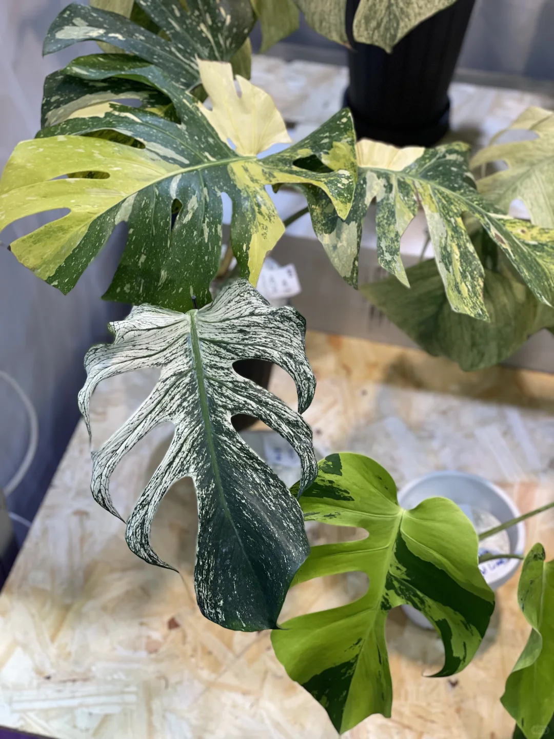 明天是最后一天!欢迎参观我们的S50展位