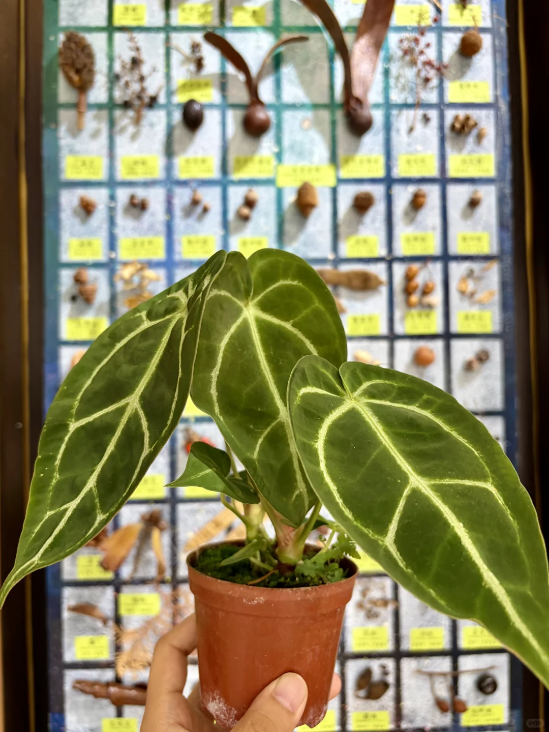 没有人能空手离开无锡热植展?