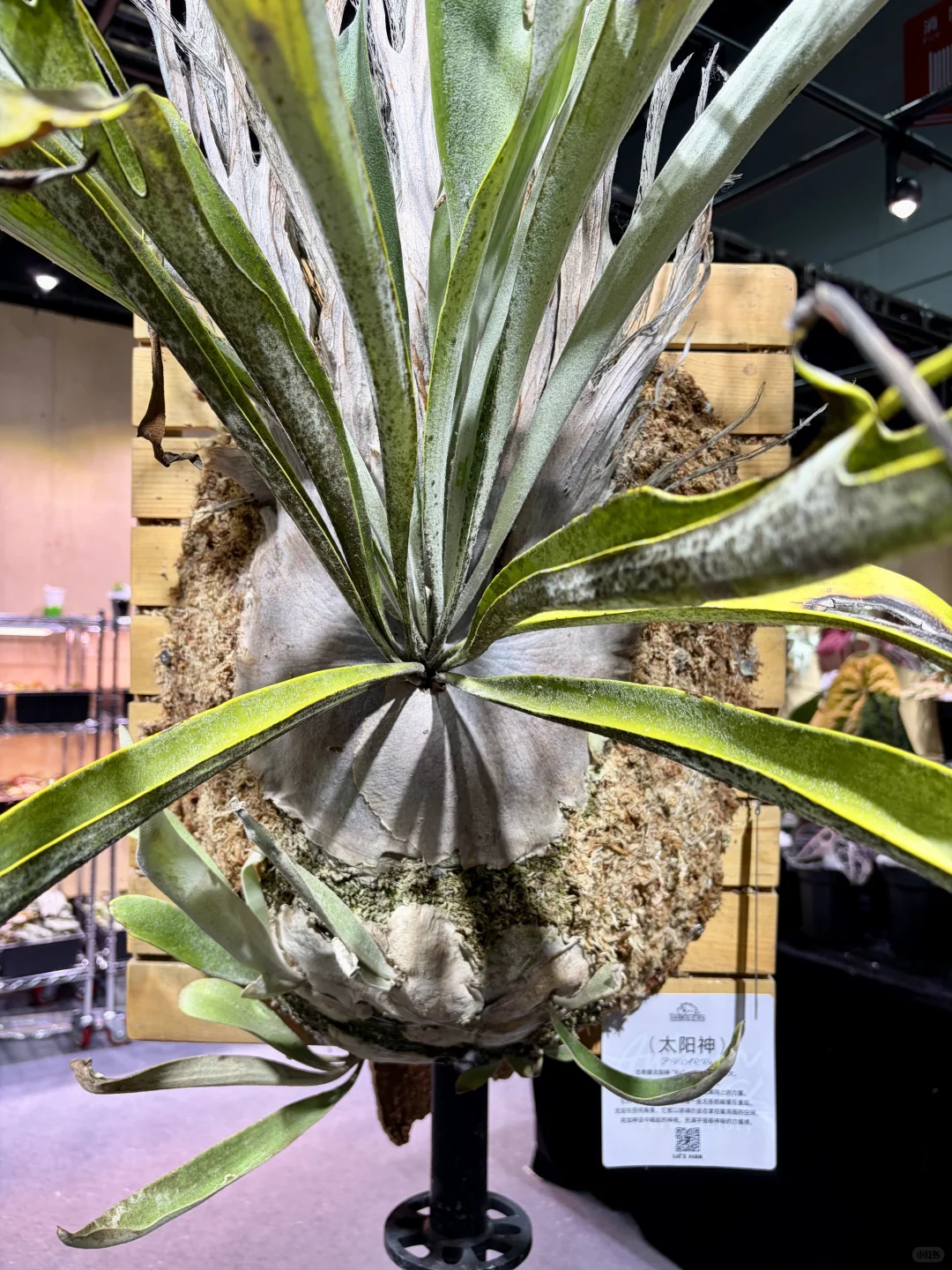 没有人能空手离开无锡热植展?