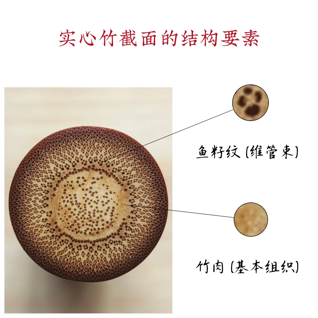 实心竹的微观结构