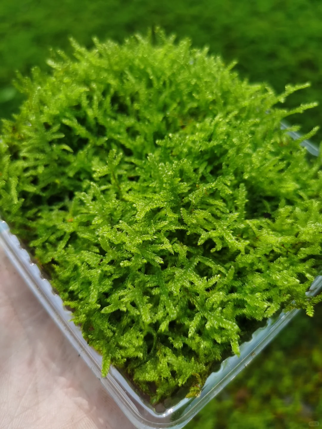 苔藓混搭一共6盒 满足不同造景需求