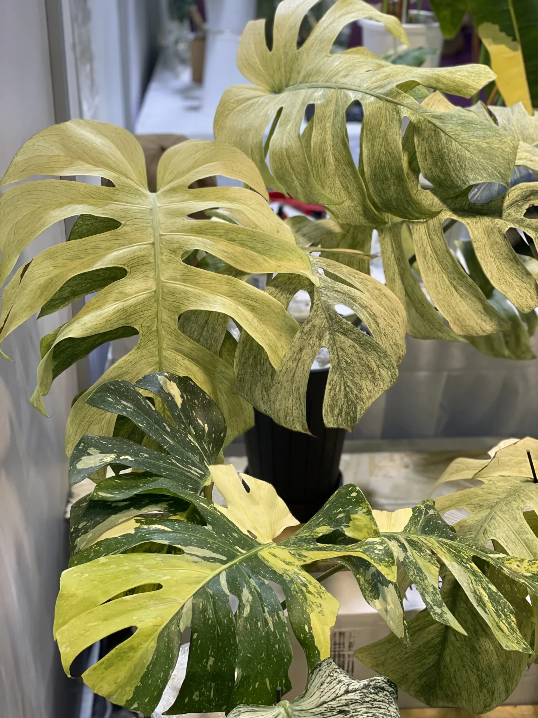 明天是最后一天!欢迎参观我们的S50展位