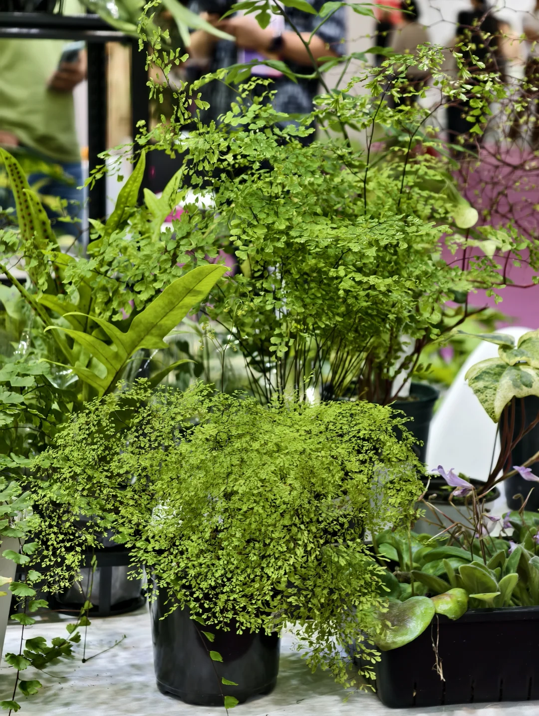 10.17live无锡热植展火热开展?中花大会