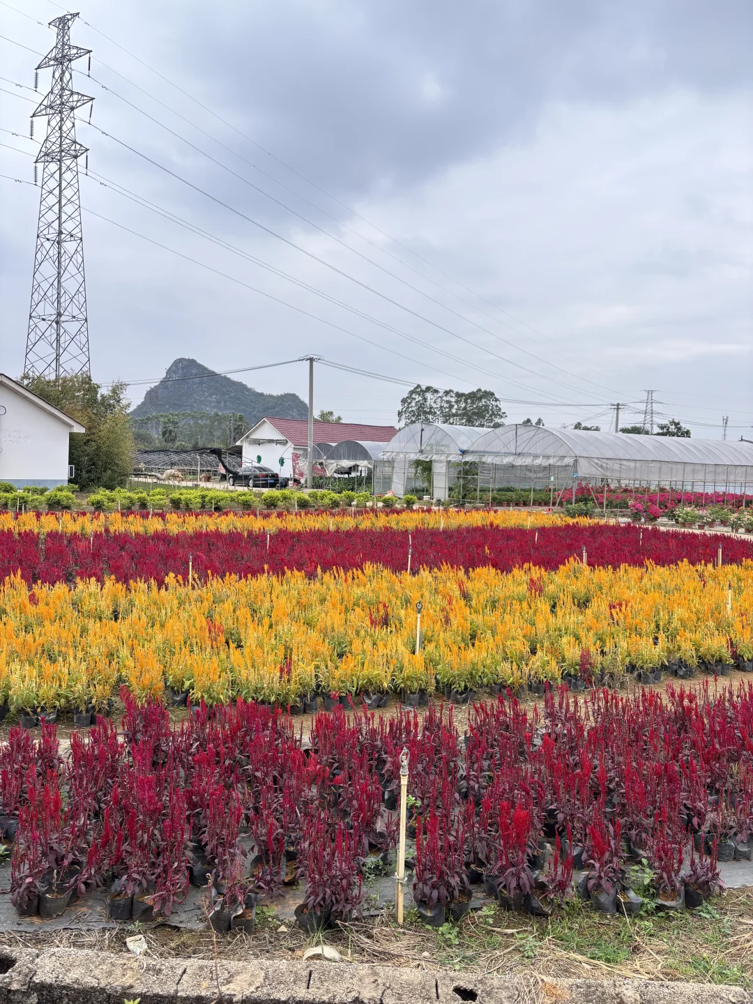 周末不知道去哪？来桂林花展当一天花仙子吧