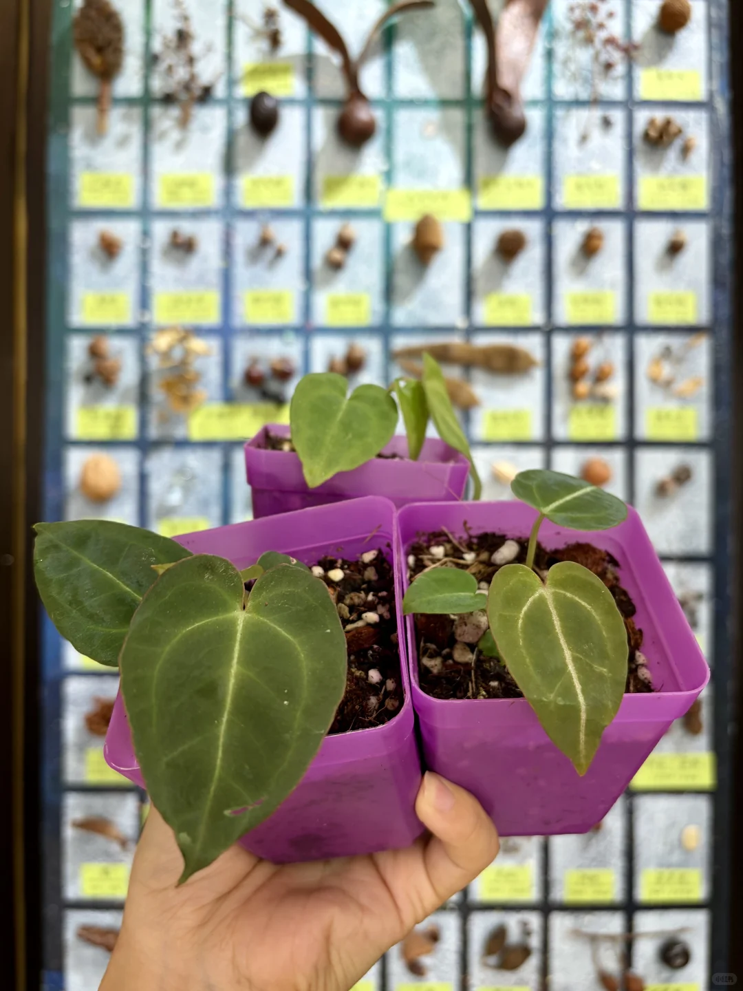 没有人能空手离开无锡热植展?