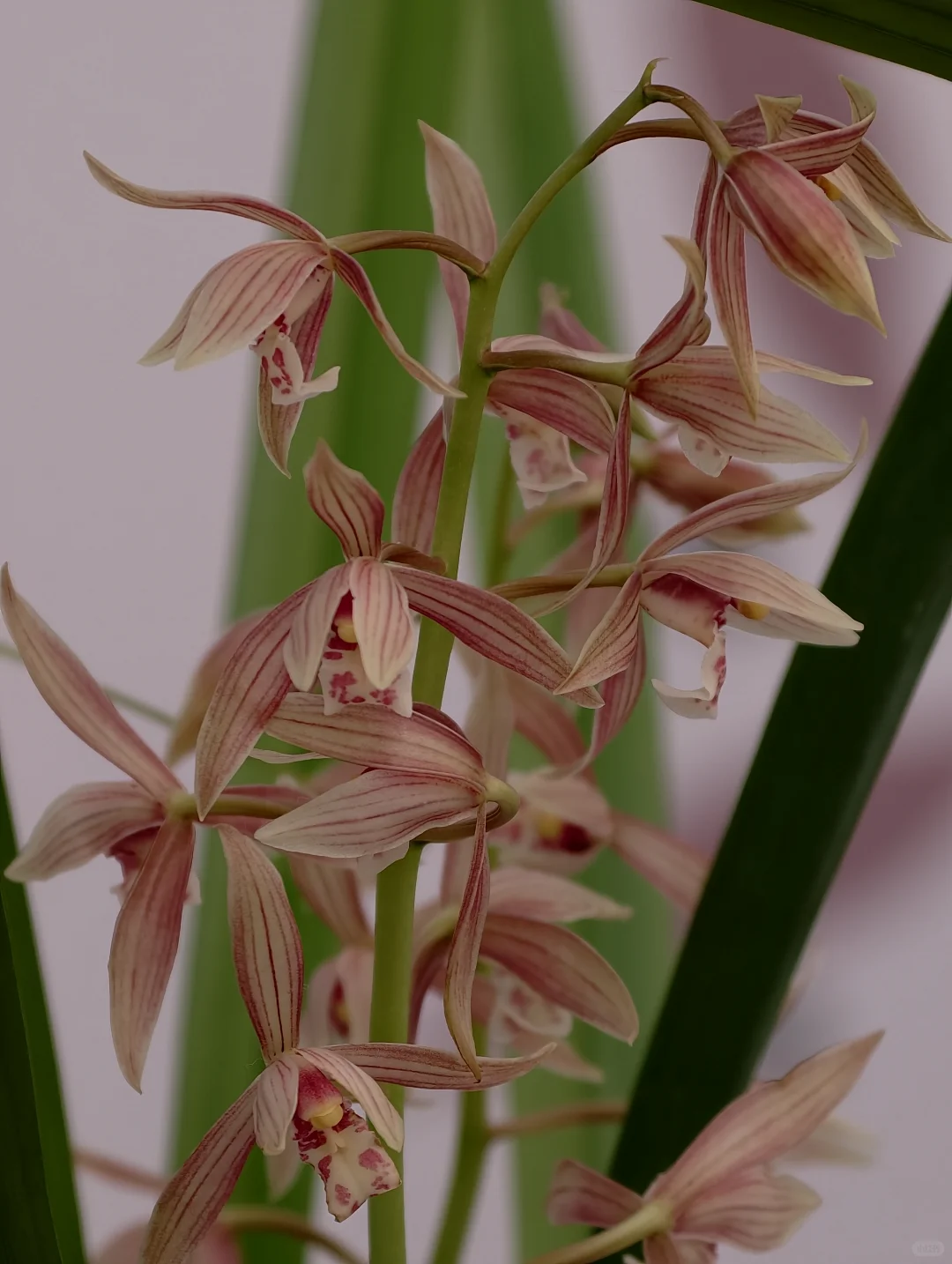 桂林花展｜太饱眼福~我太爱兰花啦！