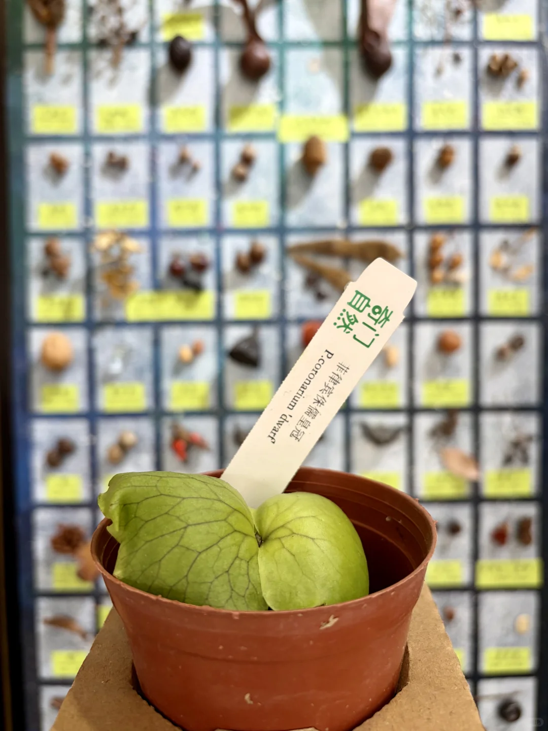 没有人能空手离开无锡热植展?