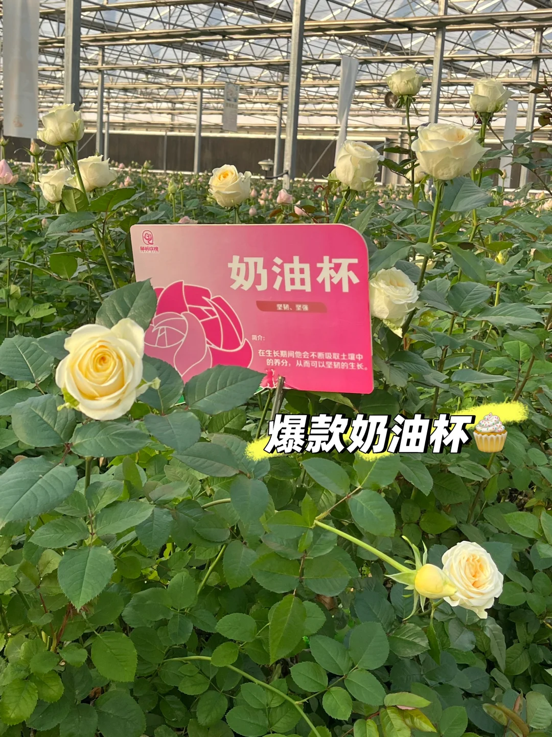 邯郸绝美打卡地！宝藏小众玫瑰花园！