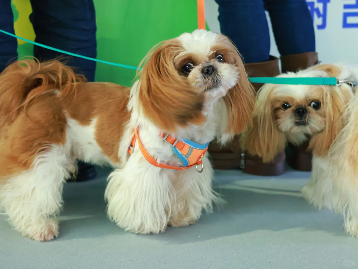 泸州宠物博览会