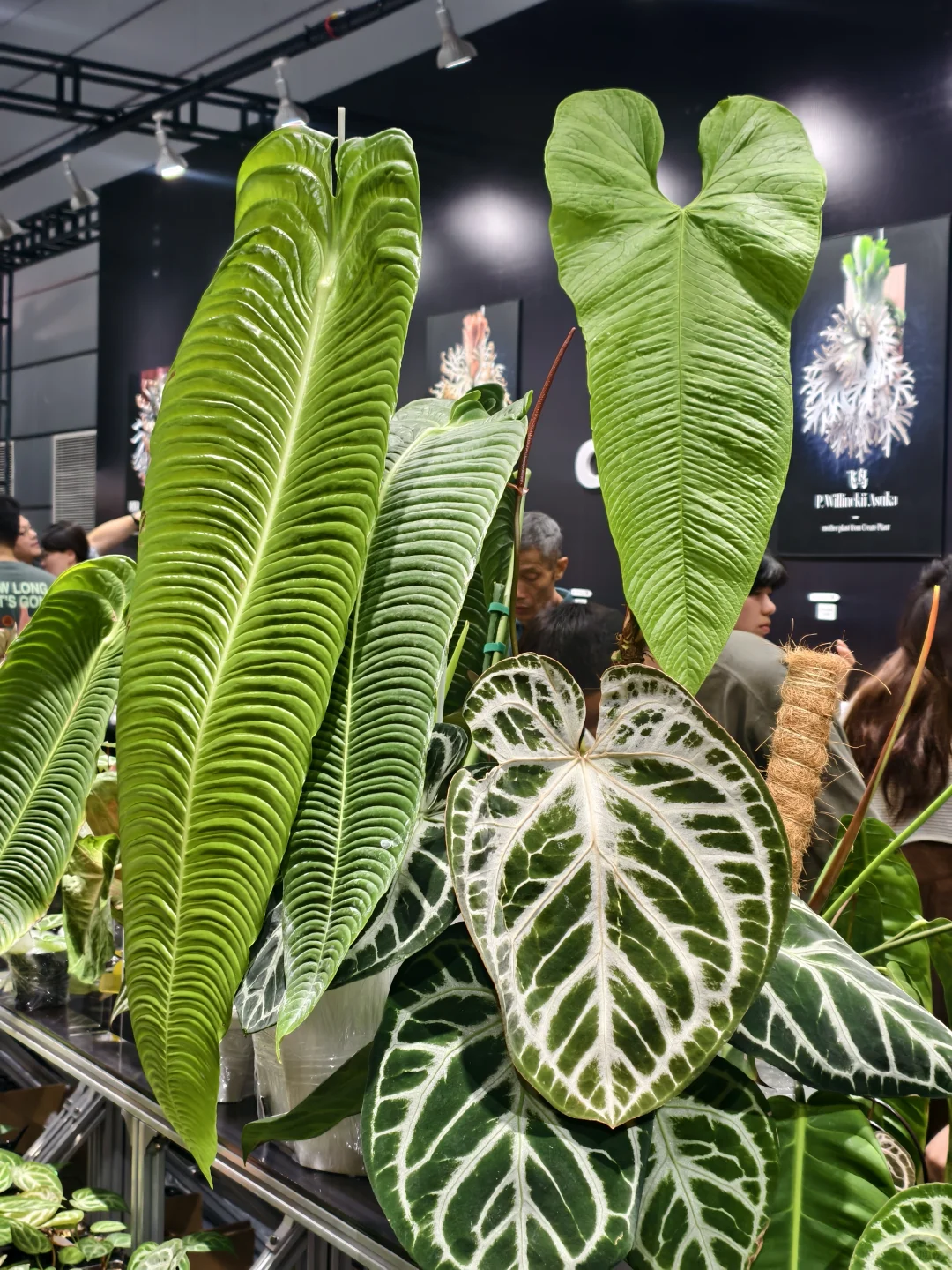 10.17live无锡热植展火热开展?中花大会