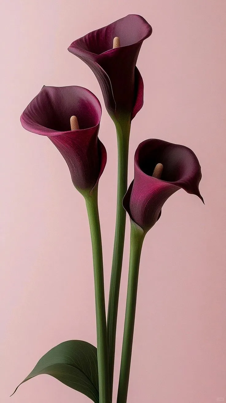 一花一养|马蹄莲