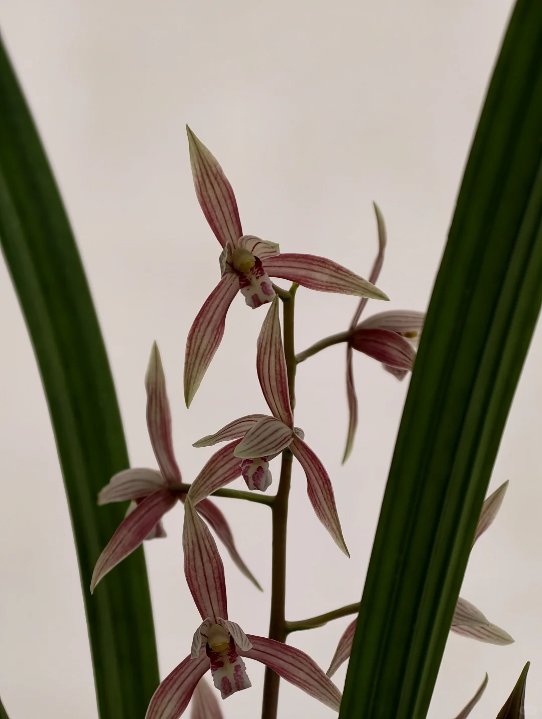 桂林花展｜太饱眼福~我太爱兰花啦！