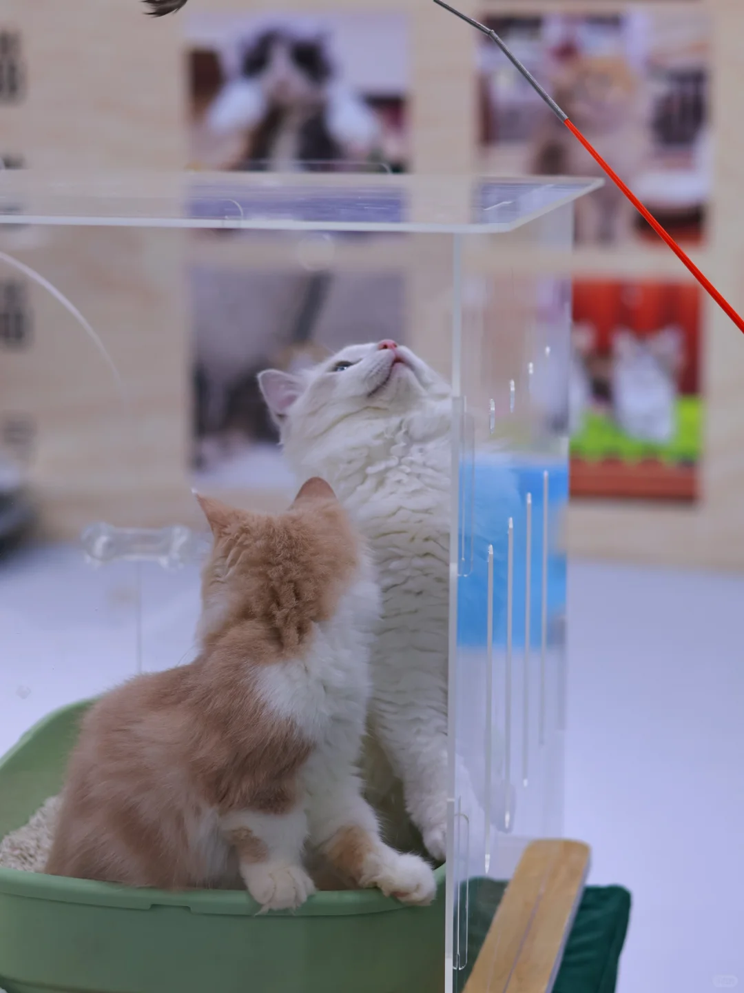 泸州宠物博览会