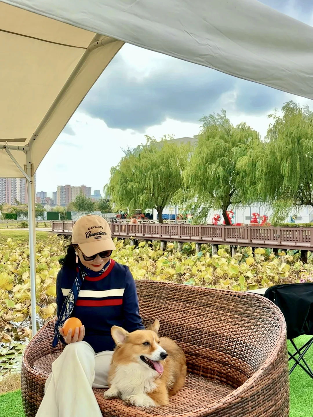 稻海漫过窗棂时,刚好接住了嘉定向阳的秋