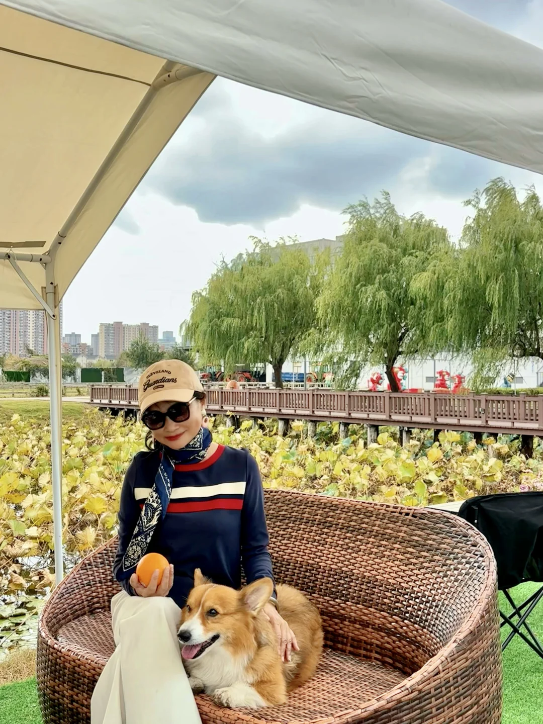 稻海漫过窗棂时,刚好接住了嘉定向阳的秋