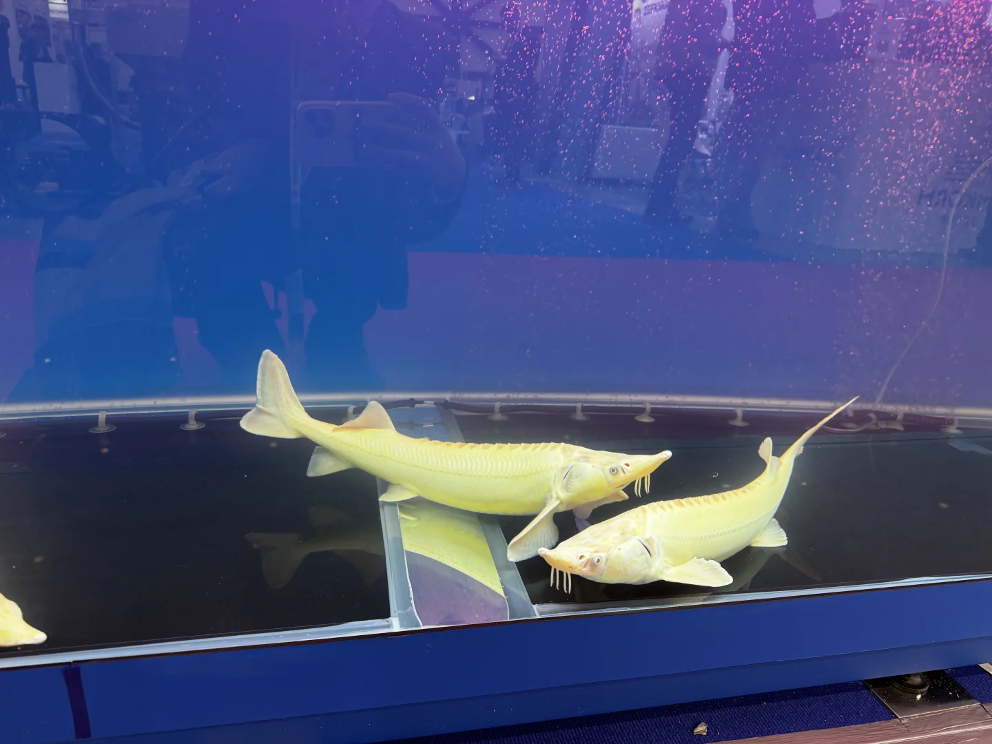 圣彼得堡展会代逛,一手情报直达!