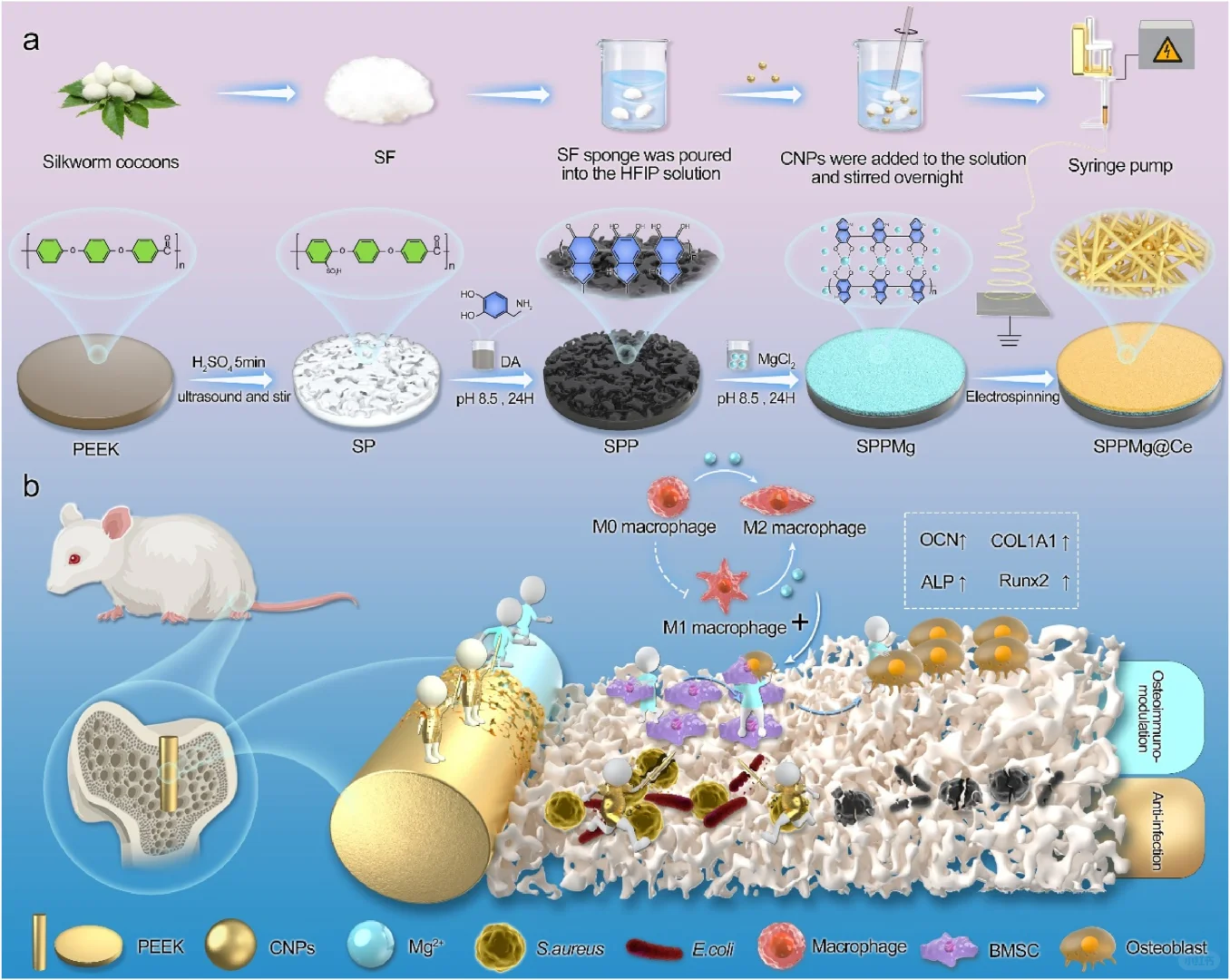 抗菌&骨免疫调节：微环境响应性聚醚醚酮
