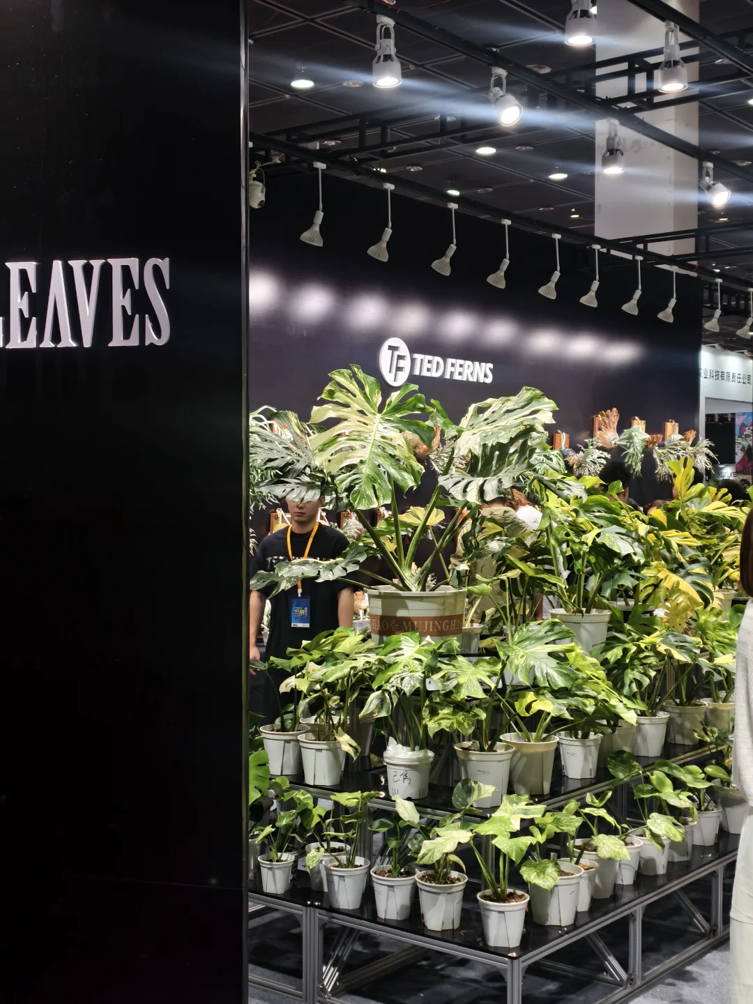 10.17live无锡热植展火热开展?中花大会