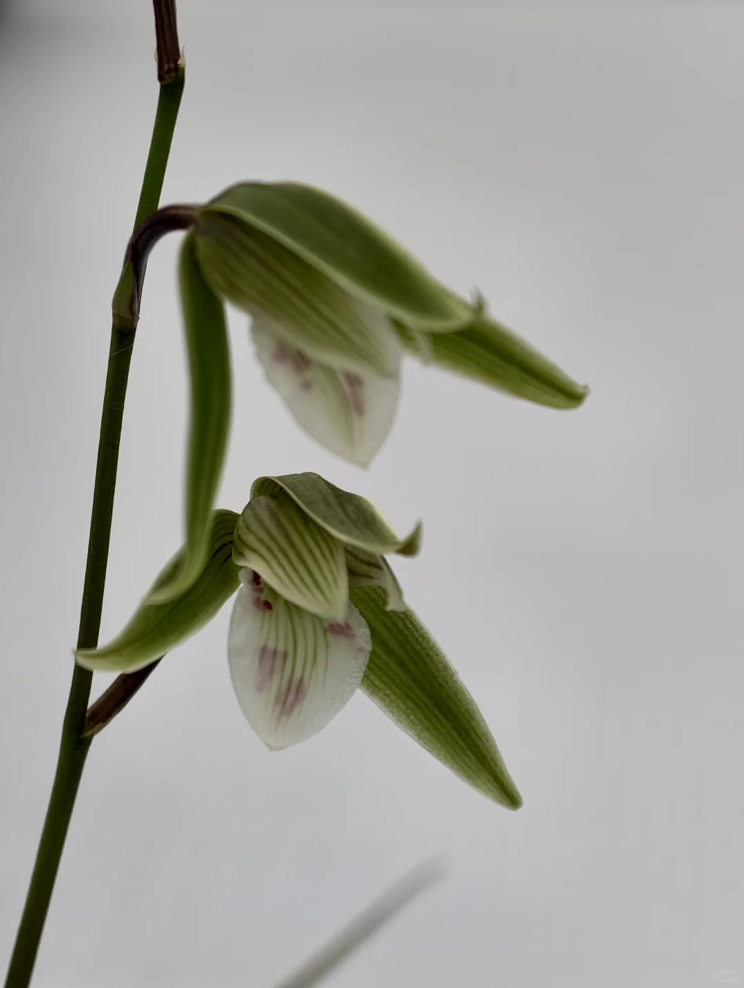 桂林花展｜太饱眼福~我太爱兰花啦！