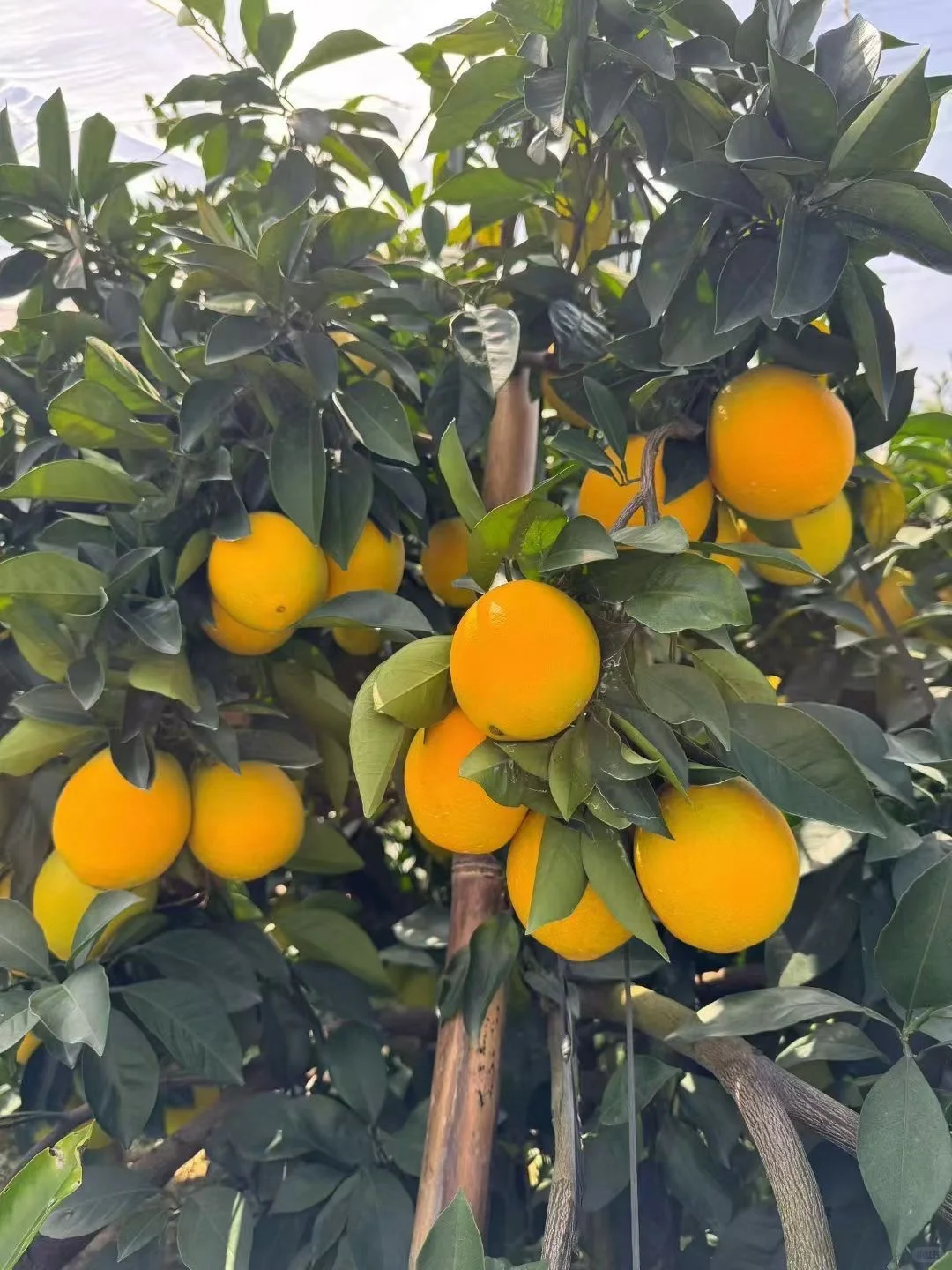 主打一个真诚！