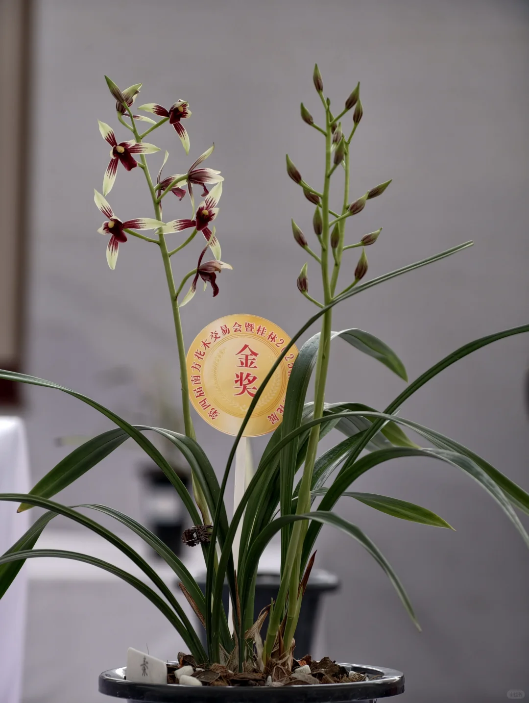 桂林花展｜太饱眼福~我太爱兰花啦！