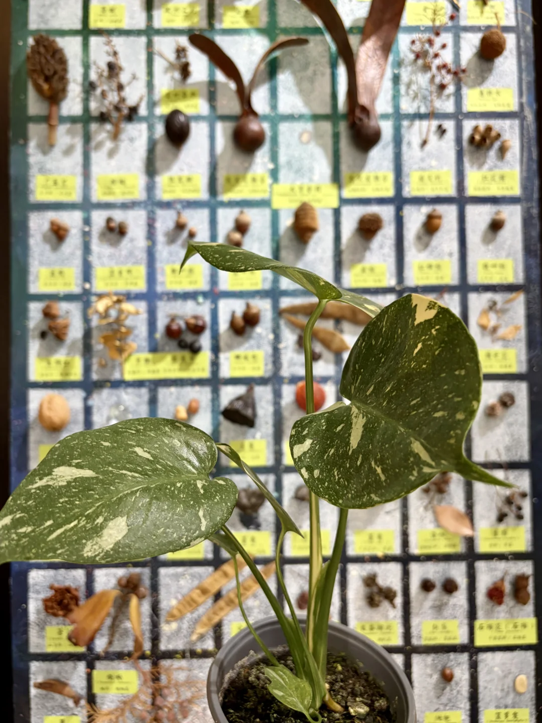 没有人能空手离开无锡热植展?