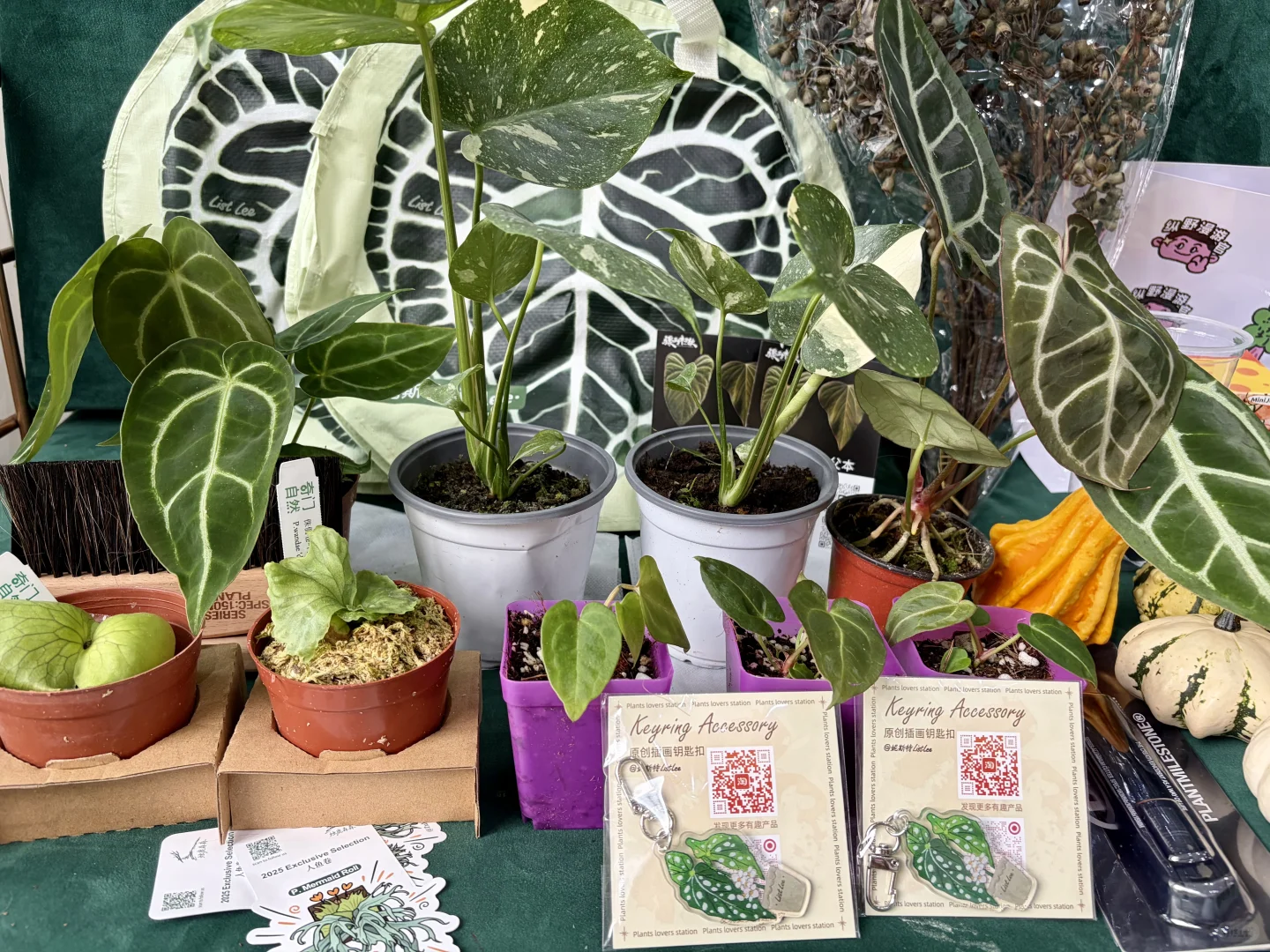 没有人能空手离开无锡热植展?