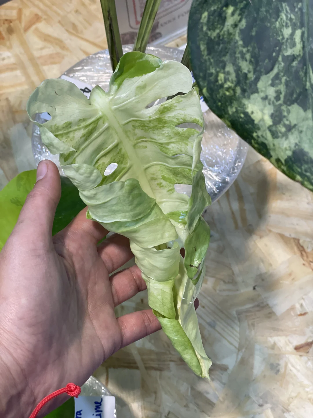 明天是最后一天!欢迎参观我们的S50展位